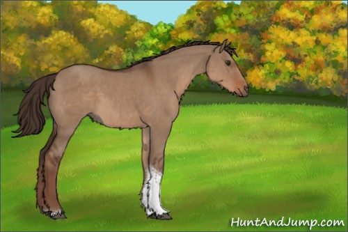 Horse Color:Liver Red Dun Tobiano 