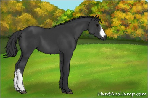 Horse Color:Black 