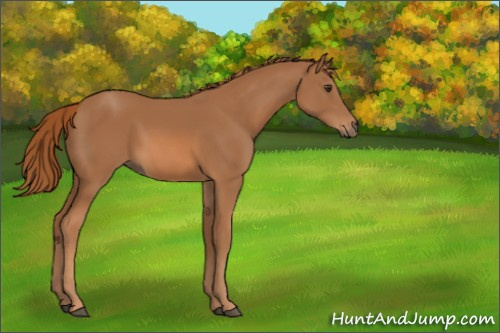 Horse Color:Chestnut Sabino Rabicano 
