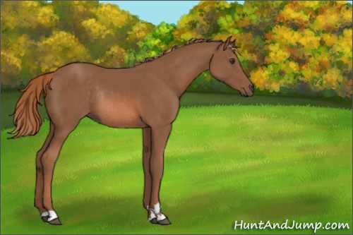 Horse Color:Chestnut Sabino Rabicano 