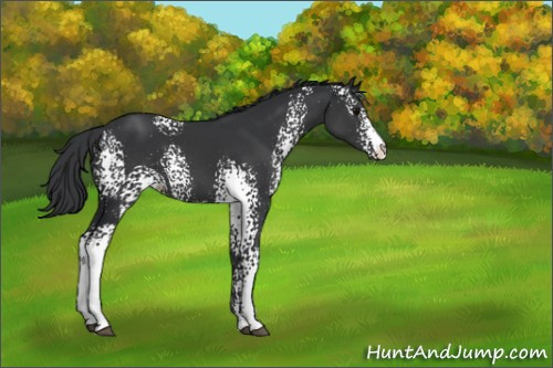Horse Color:White Spotted Black Sabino 