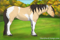 Horse Color:Buckskin Dun Tobiano