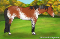 Horse Color:White Spotted Brown 