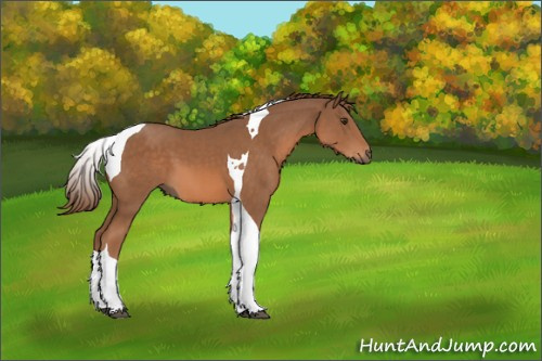 Horse Color:Chestnut Tobiano 