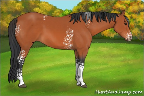 Horse Color:White Spotted Bay