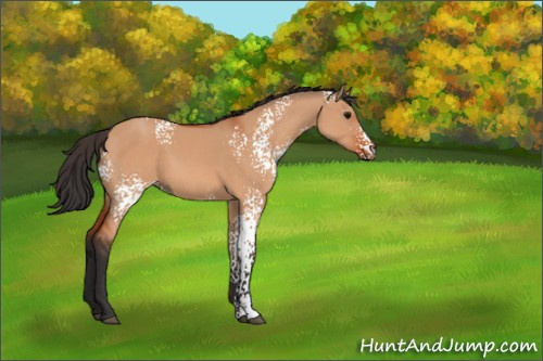 Horse Color:White Spotted Bay Dun 