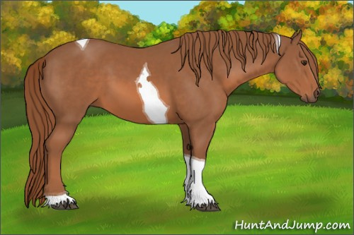 Horse Color:Chestnut Tobiano 