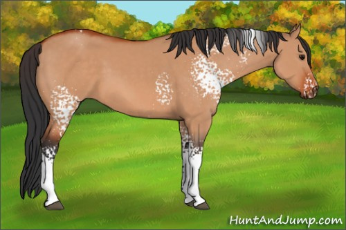 Horse Color:White Spotted Bay Dun 