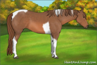 Horse Color:Chestnut Tobiano