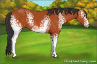 Horse Color:White Spotted Bay 