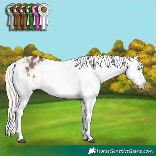 Horse Color:Silver Brown Dun Splash Appaloosa 