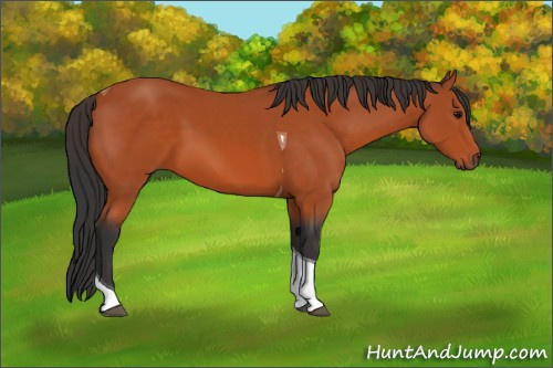 Horse Color:Bay Tobiano 