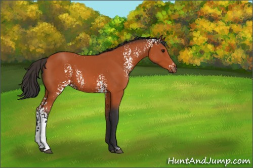 Horse Color:White Spotted Bay 