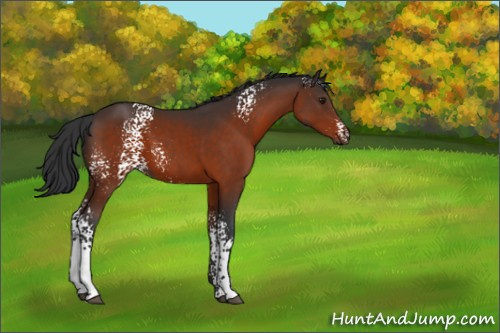 Horse Color:White Spotted Brown 