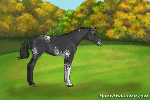 Horse Color:White Spotted Black 