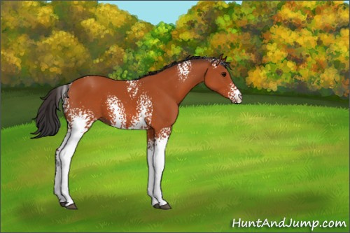Horse Color:White Spotted Bay 