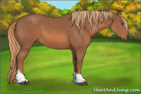 Horse Color:Chestnut Tobiano
