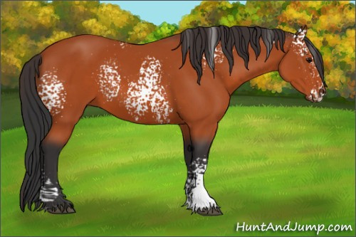 Horse Color:White Spotted Bay 