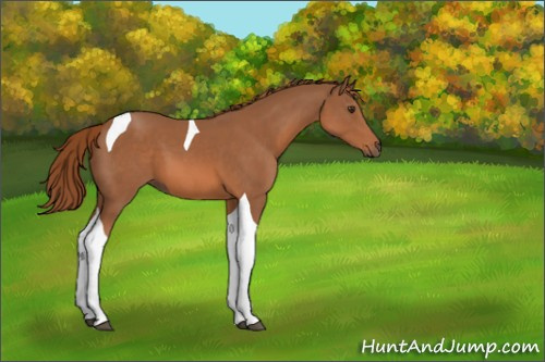 Horse Color:Chestnut Tobiano 