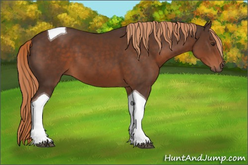 Horse Color:Liver Chestnut Tobiano 