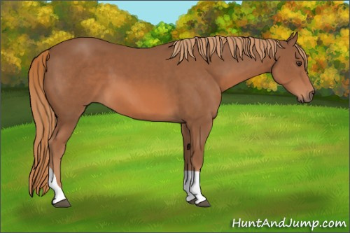 Horse Color:Chestnut Tobiano 