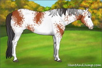 Horse Color:White Spotted Brown