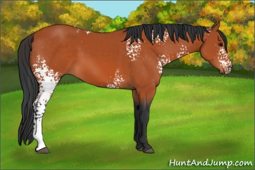 Horse Color:White Spotted Bay 