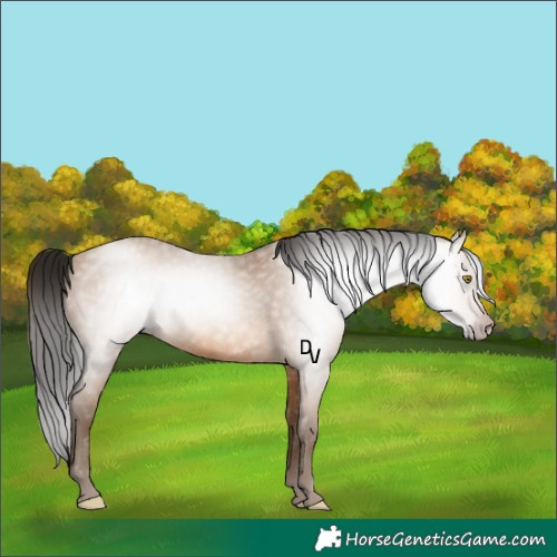 Horse Color:Gray Amber Champagne Rabicano 