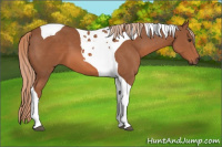 Horse Color:Chestnut Tobiano
