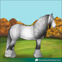 Horse Color:Gray Blue Roan Splash 