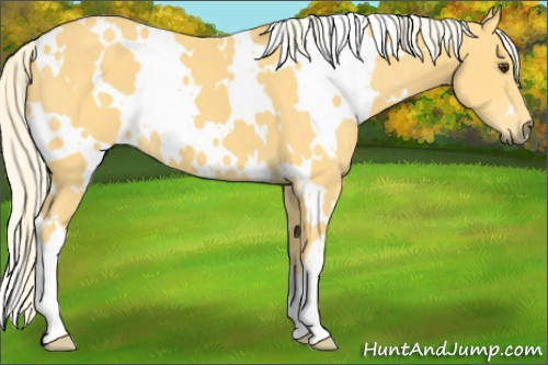 Horse Color:White Spotted Palomino 