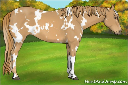 Horse Color:White Spotted Chestnut 
