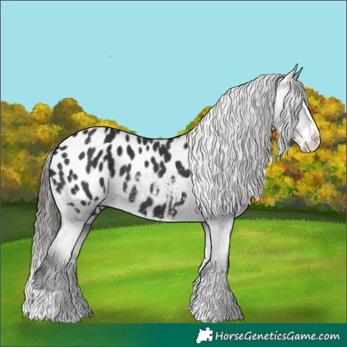 Horse Color:Black Splash Appaloosa 