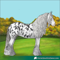 Horse Color:Black Splash Appaloosa 
