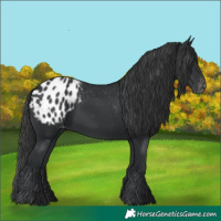 Horse Color:Black Appaloosa Rabicano 