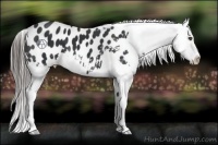 Horse Color:Black Appaloosa