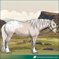 Horse Color:Silver Brown Dun Appaloosa