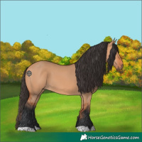 Horse Color:Bay Dun