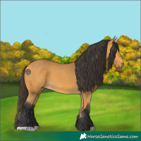 Horse Color:Buckskin 
