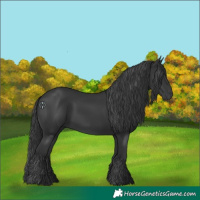 Horse Color:Black 