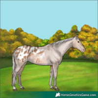 Horse Color:Silver Brown Dun Appaloosa 