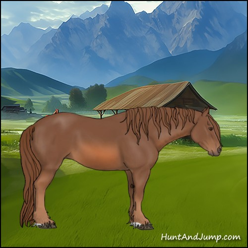 Horse Color:Chestnut 