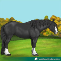 Horse Color:Black 