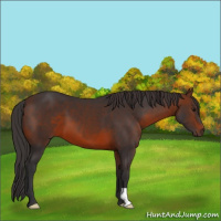 Horse Color:Brown 