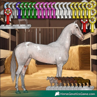 Horse Color:White Spotted Bay Appaloosa
