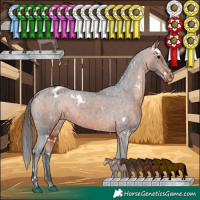Horse Color:White Spotted Bay Appaloosa 