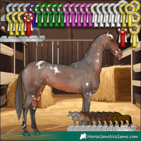 Horse Color:White Spotted Bay Appaloosa 