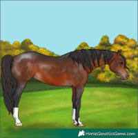 Horse Color:Bay 