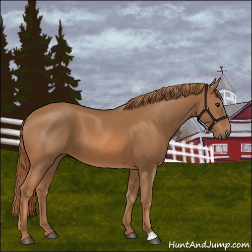 Horse Color:Chestnut 