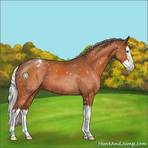 Horse Color:Silver Bay Roan Sabino Splash Appaloosa 